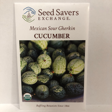 Mexican Sour Gherkin Cucumber, Cucamleon, 1866 Heirloom